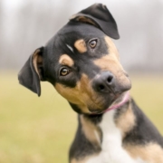 confused dog tilted head alternative vet pet food