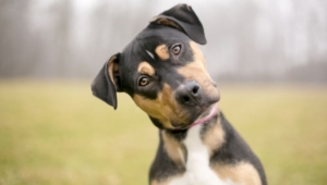 confused dog tilted head alternative vet pet food