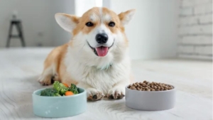 Corgi with bowl of brocoli and a bowl of dog kibble