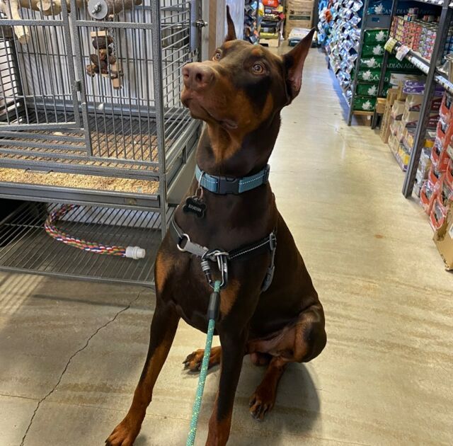 Bird Food Squamish O'Brien Pet Food Store