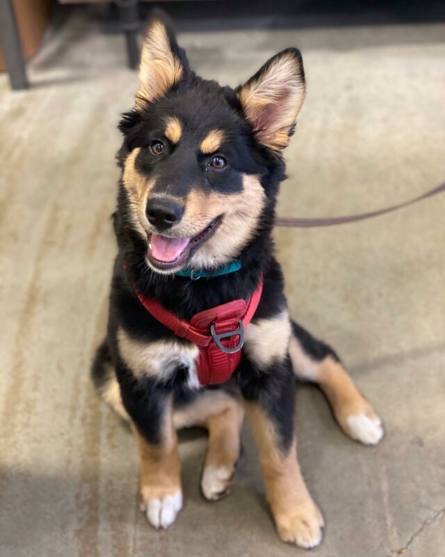 Bird Food Squamish O'Brien Pet Food Store