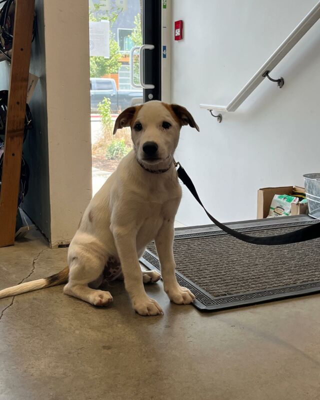 Bird Food Squamish O'Brien Pet Food Store